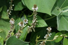 Neonotonia wightii